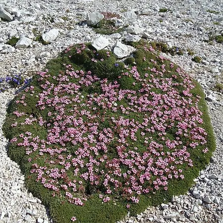 Διαμέρισμα Savli Kobarid